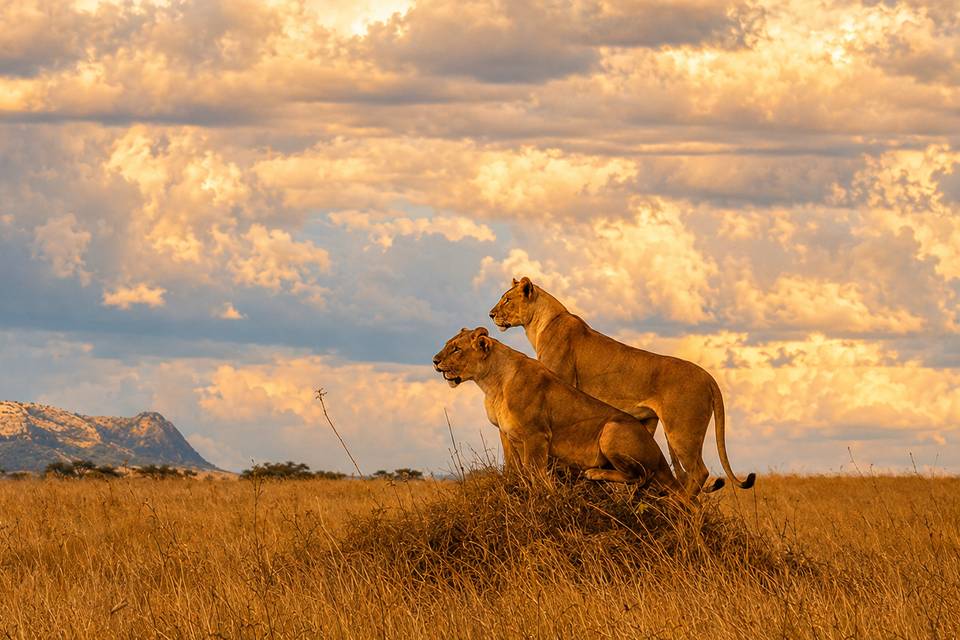 Lionnes