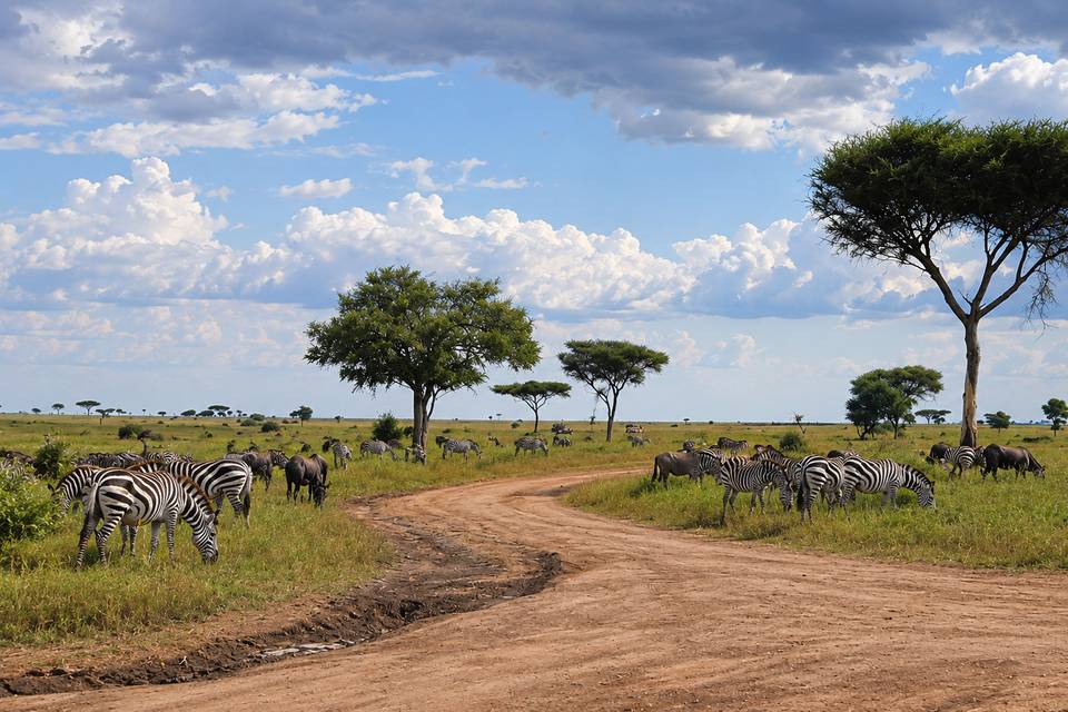 Paysage savane avec zèbres