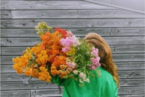 Ferme florale sur le domaine