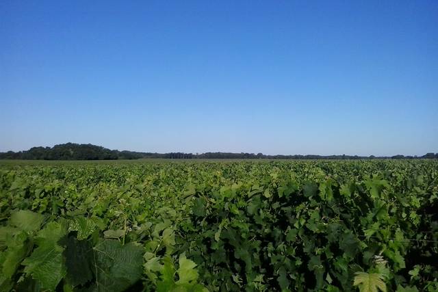 Vignobles Faget