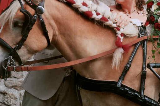 Chevaux toiletté