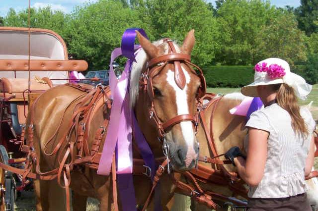 Les Chevaux de Congor