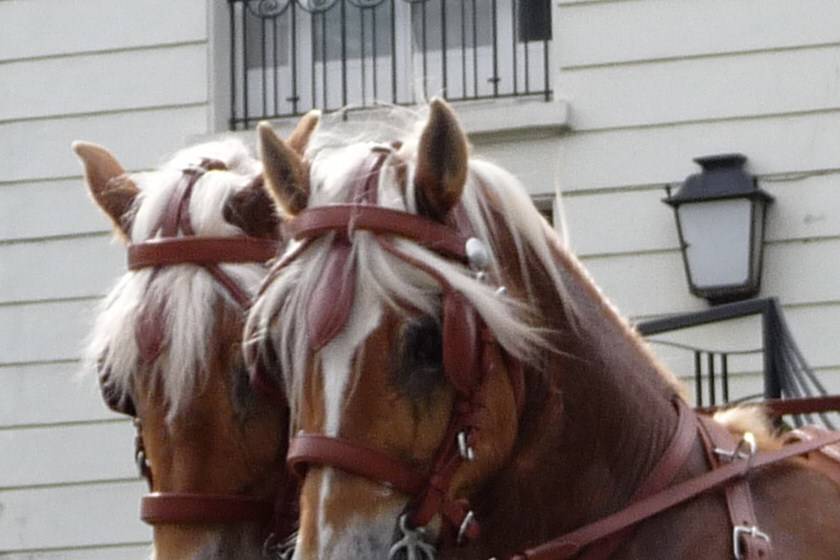 Les Chevaux de Congor