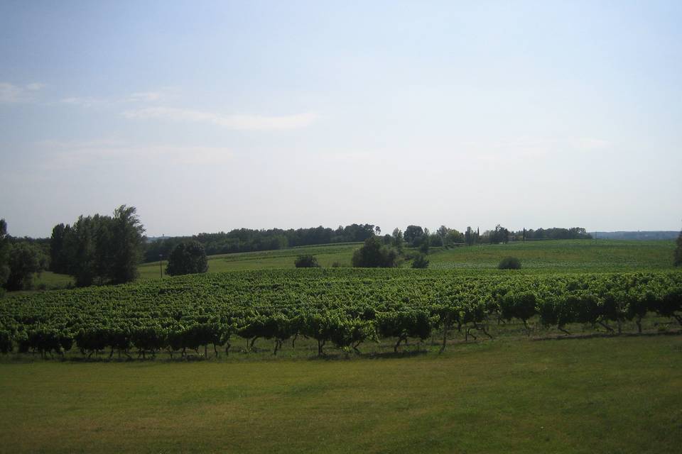 Vue plongeante sur les vignes