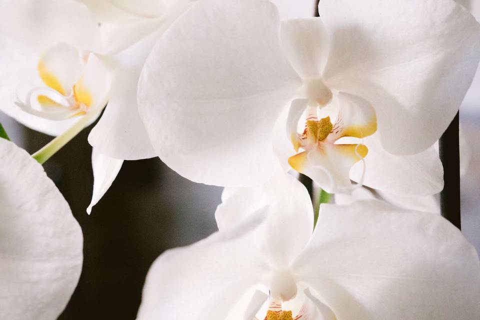 Fleurs