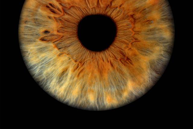 Iris Sans Effet