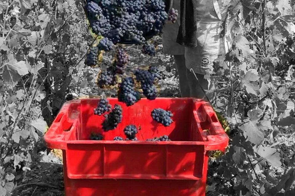 Nos vignes
