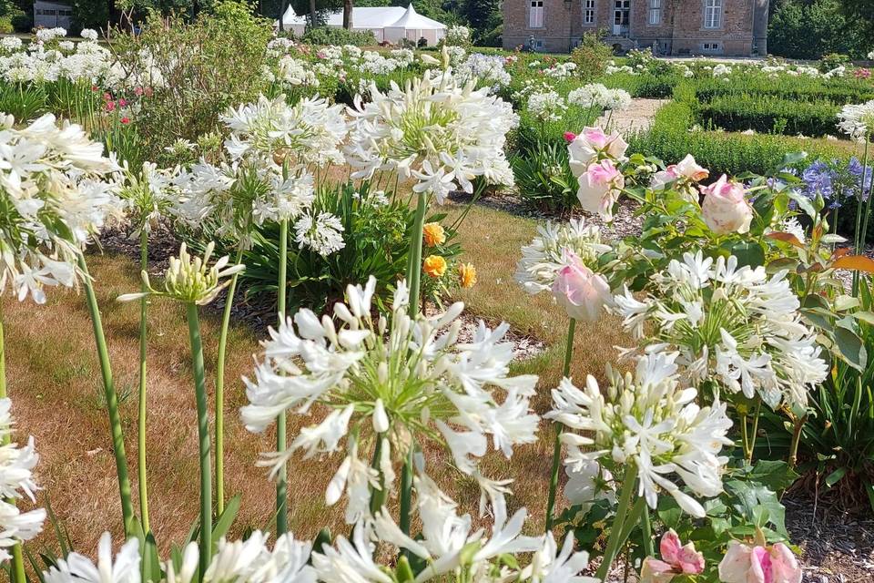 Jardin d'Agapanthes