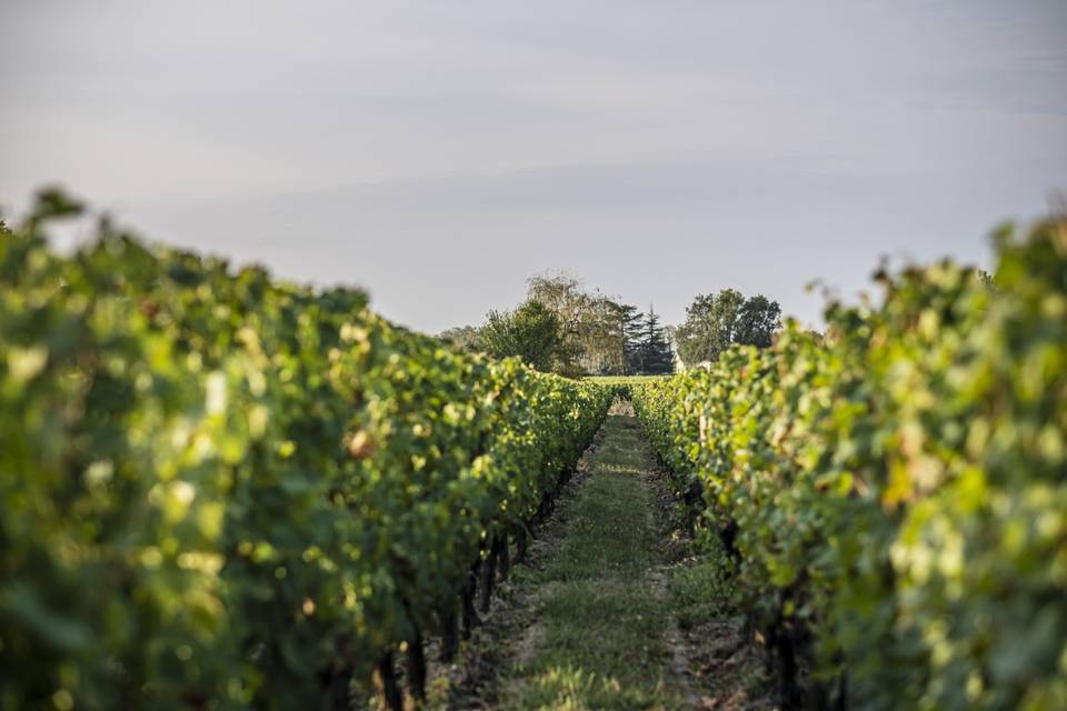 Château Trapaud