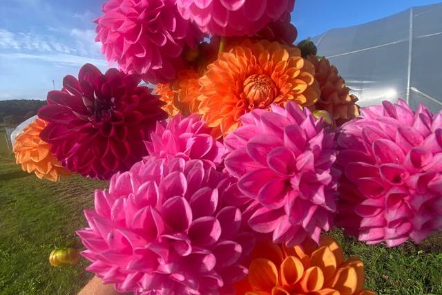Dahlias du 56