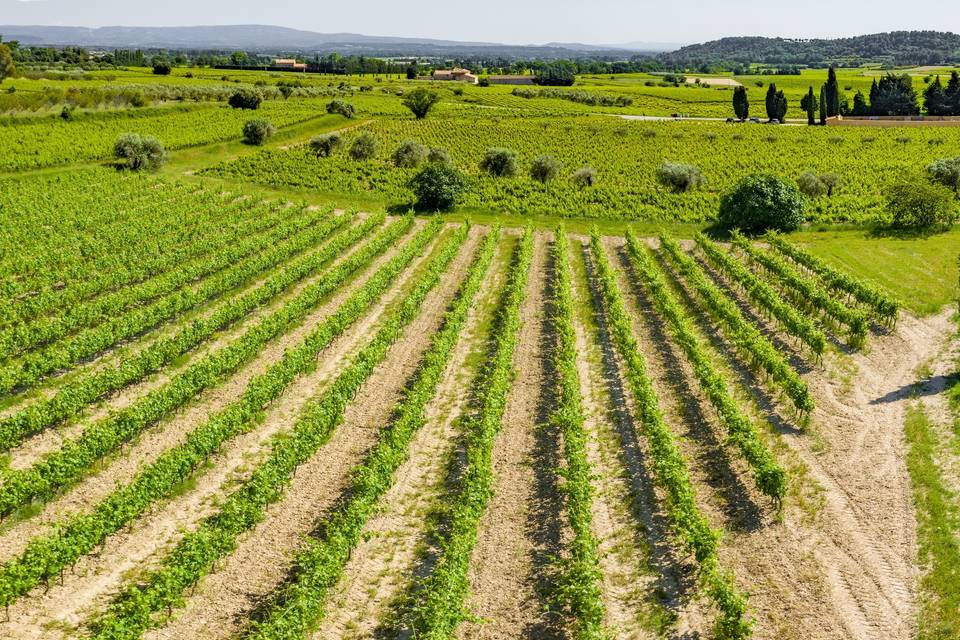Vignoble