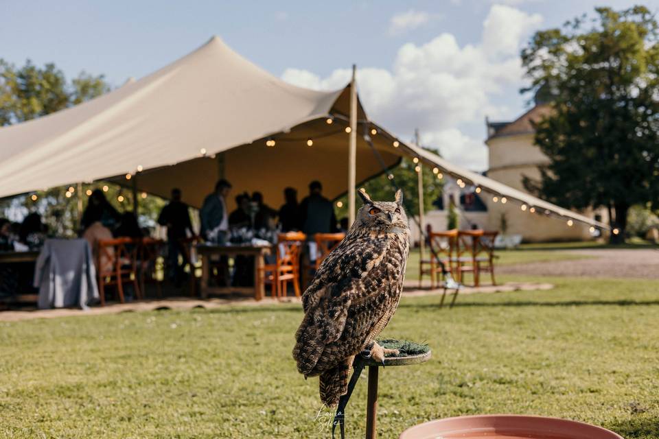 Hibou et tente nomade