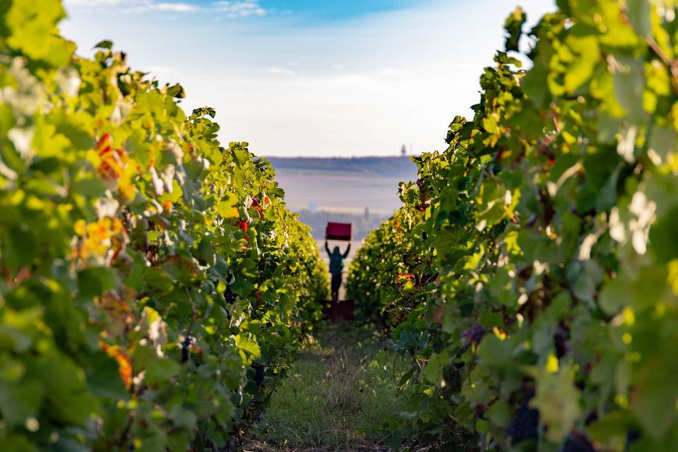 Les vignes en 1er Cru de Célin