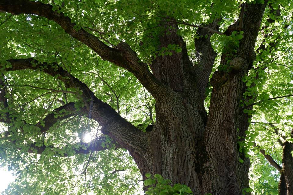 Parc- un des tilleuls tricentenaires