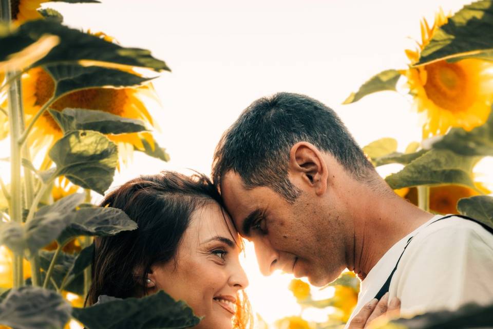 Inlove Sunflowers