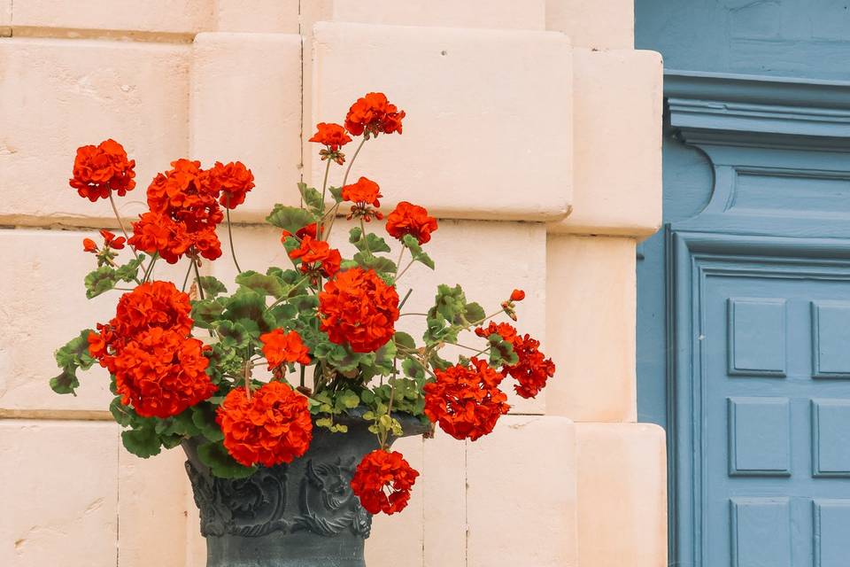 Fleurs