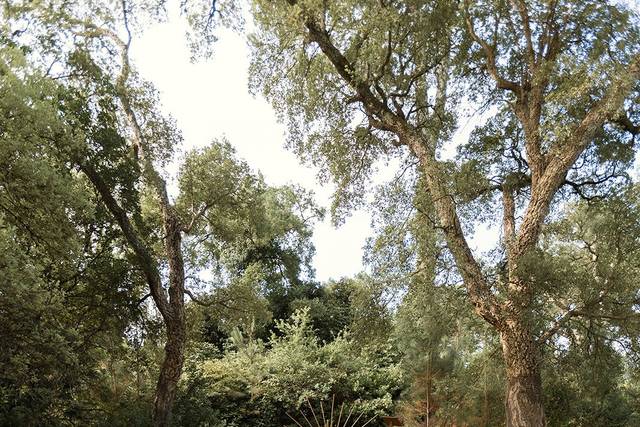 Cérémonie sous les arbres