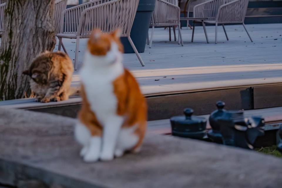 Terrasse
