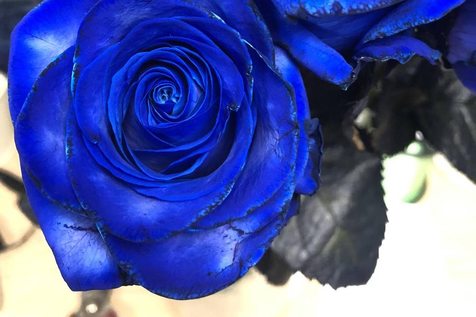 Rose bleue