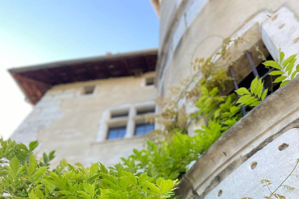 Glycine arborant la tour