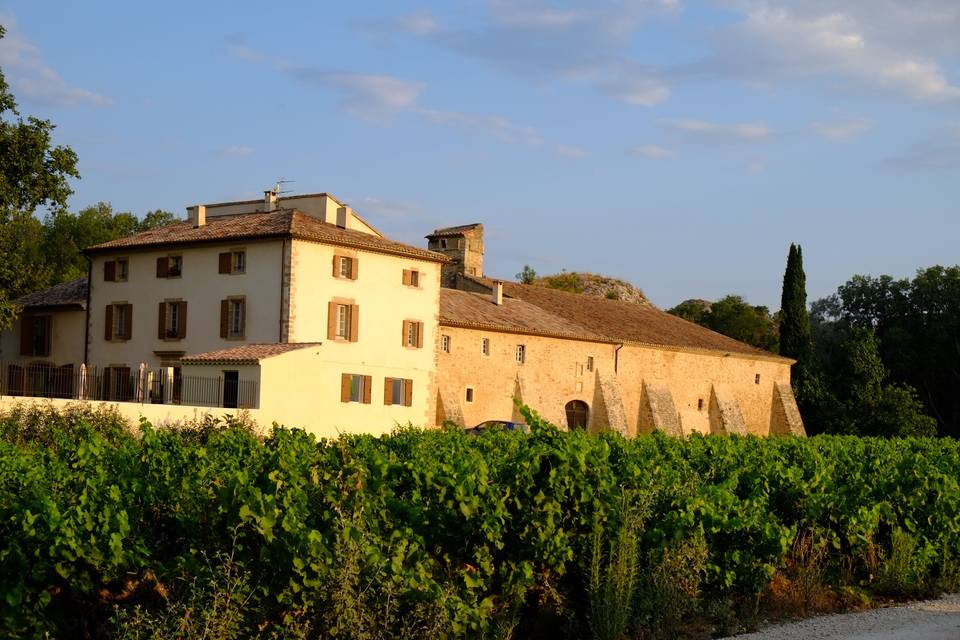 Paysage de vignes