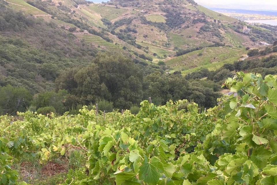 Vigne Collioure