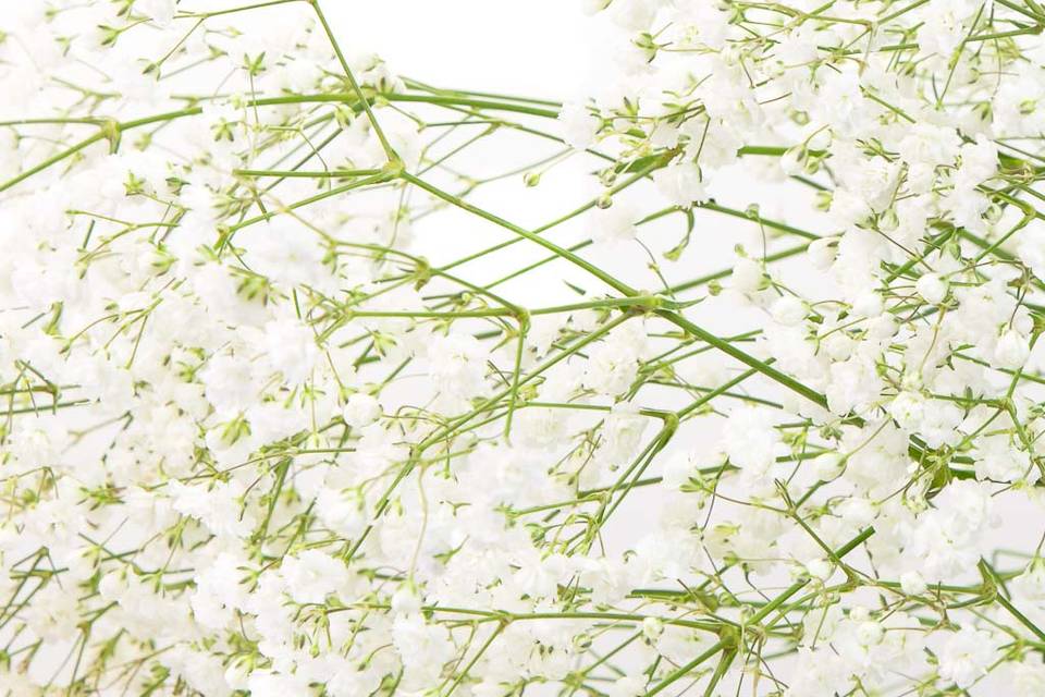 Gypsophile à la botte