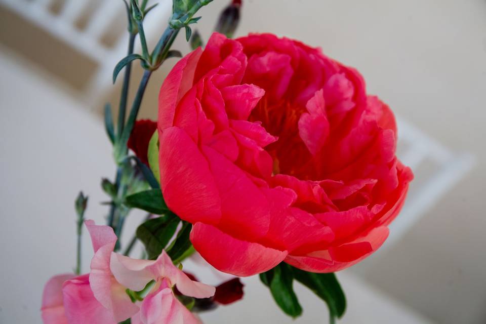 fleur_rouge_detail_petales