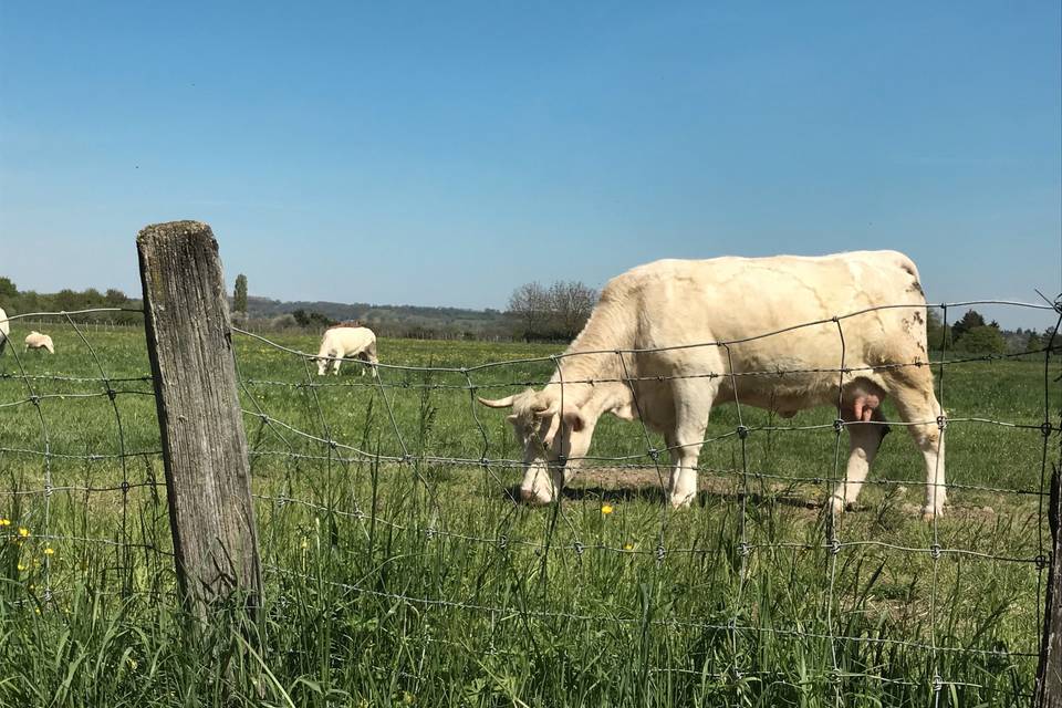 La campagne à 20' de Lyon