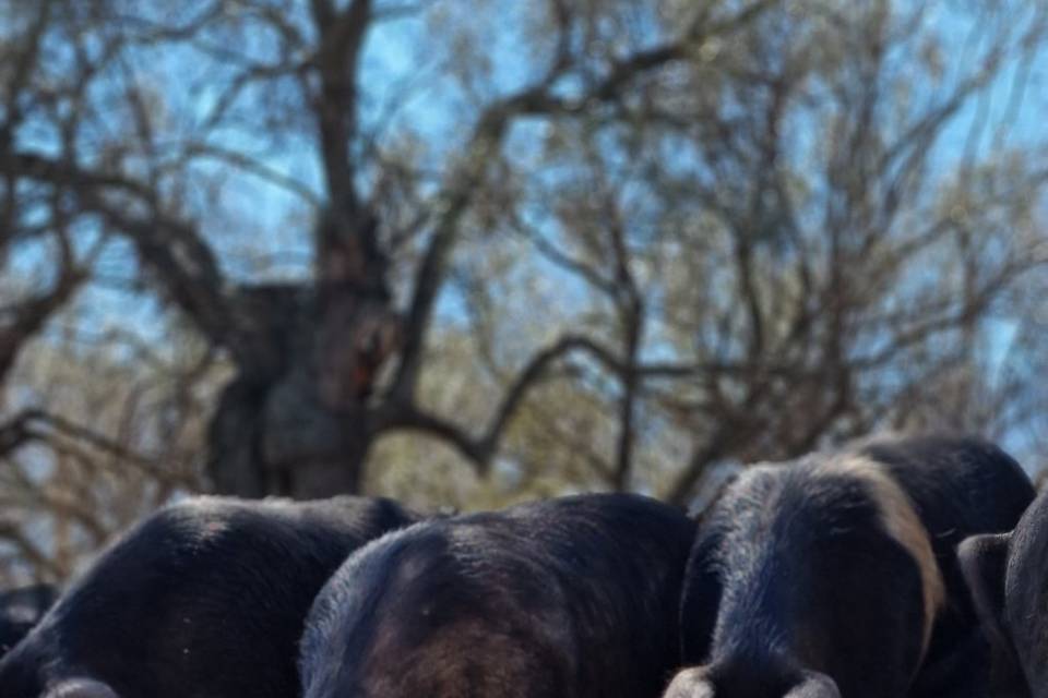 Cochons de l exploitation