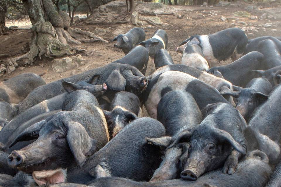 Cochons de l exploitation