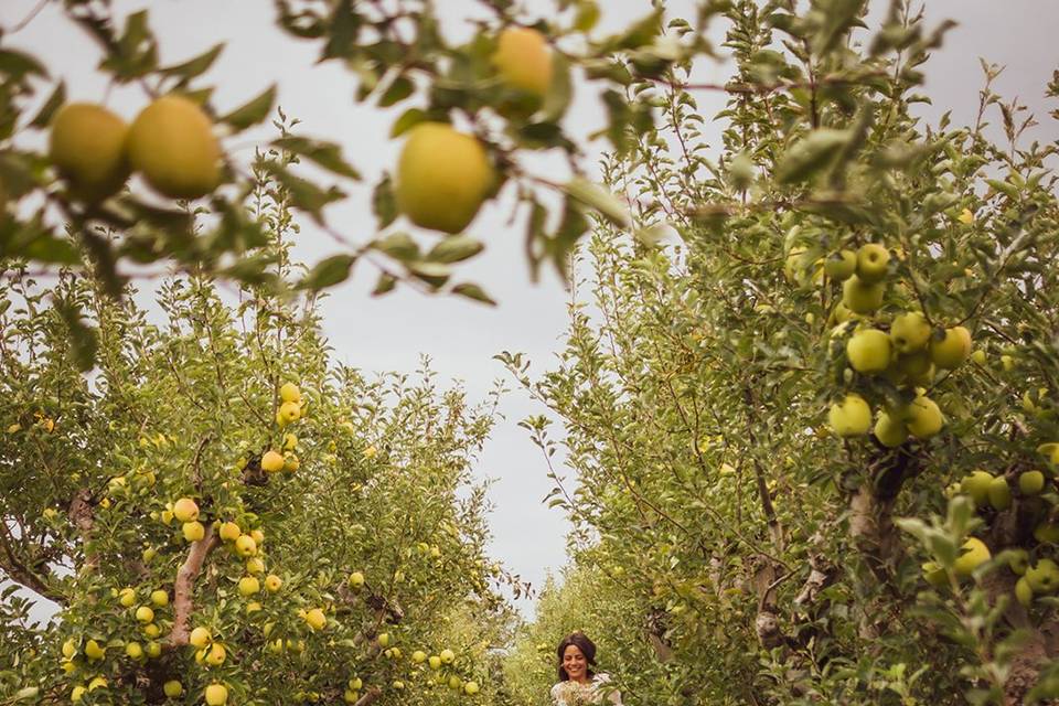Dans les vergers de pomme