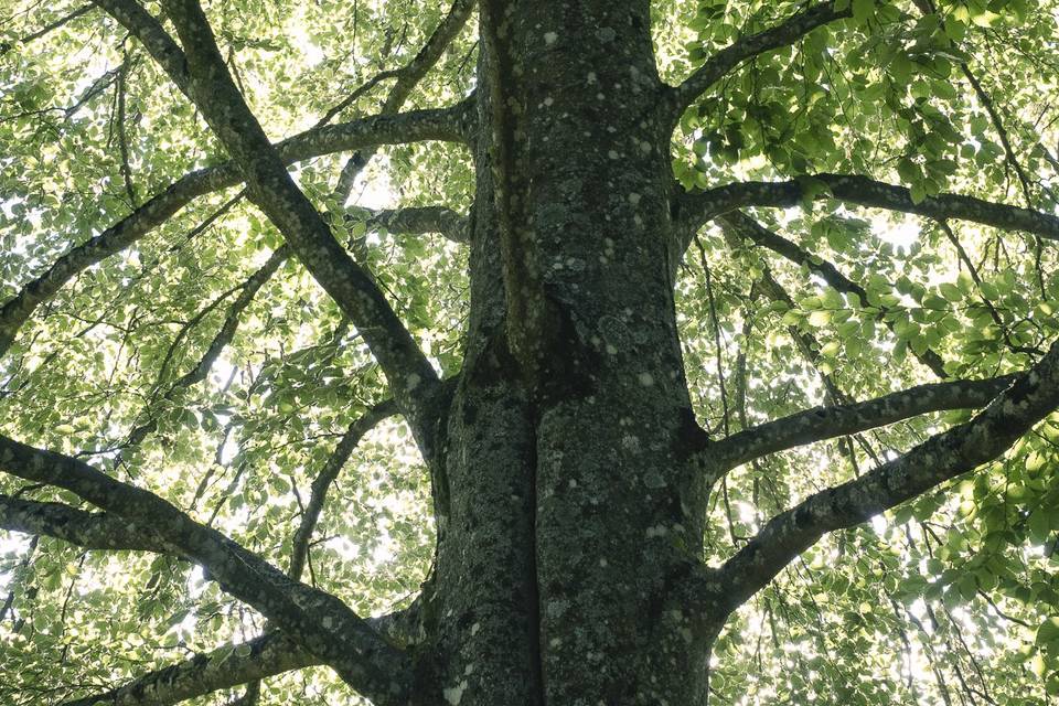 Arbre centenaire du parc