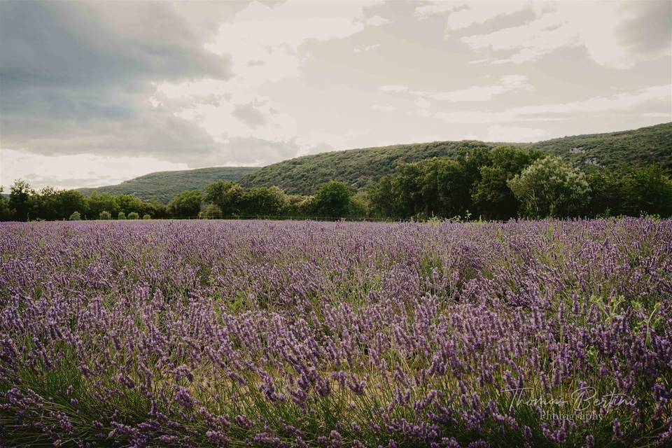 Champ de lavande