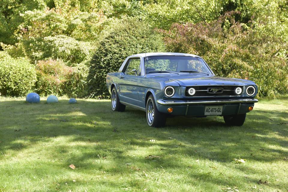 Mustang