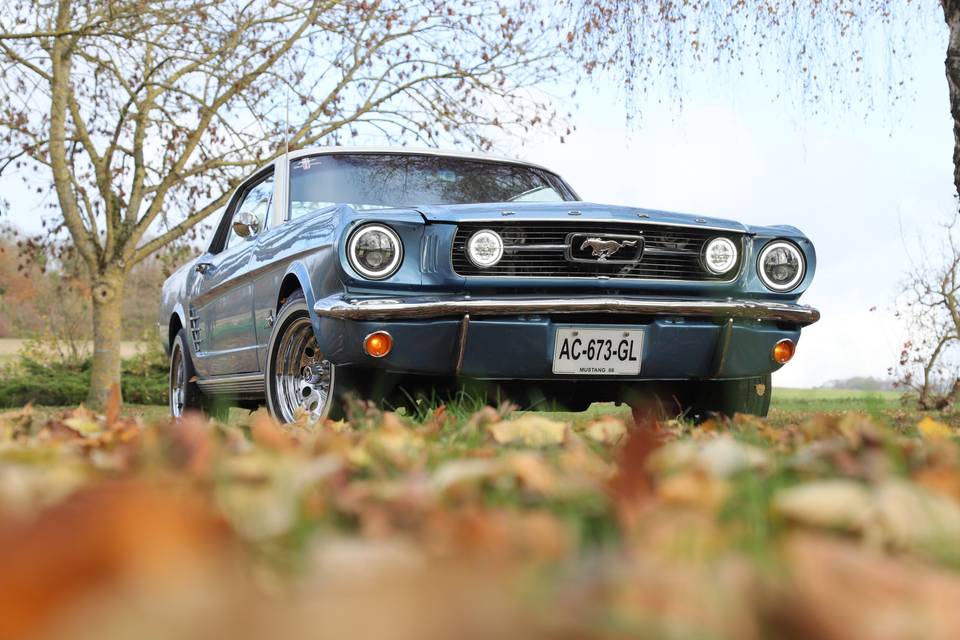Mustang