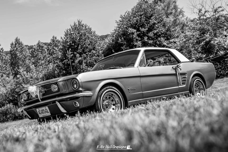 Mustang
