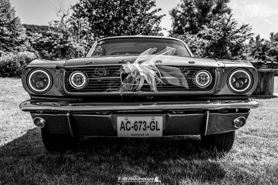 Mustang