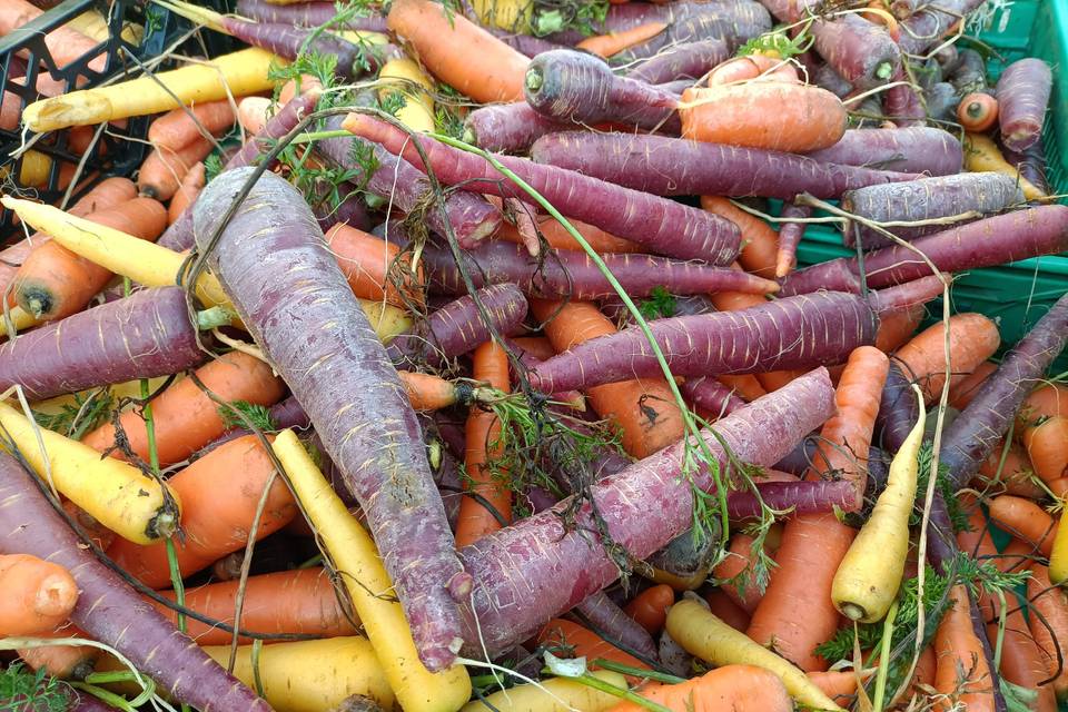 Légumes de saison locaux