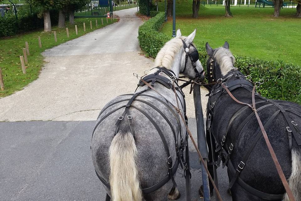 Les percherons