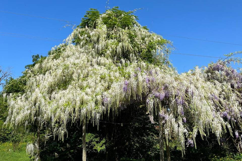 Glycine en fleurs