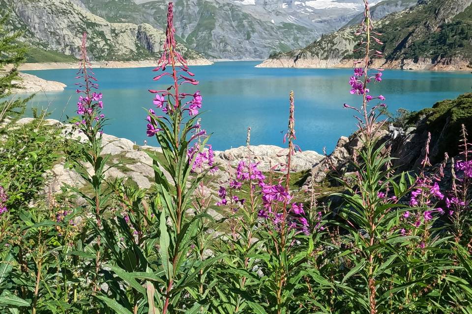 Suisse