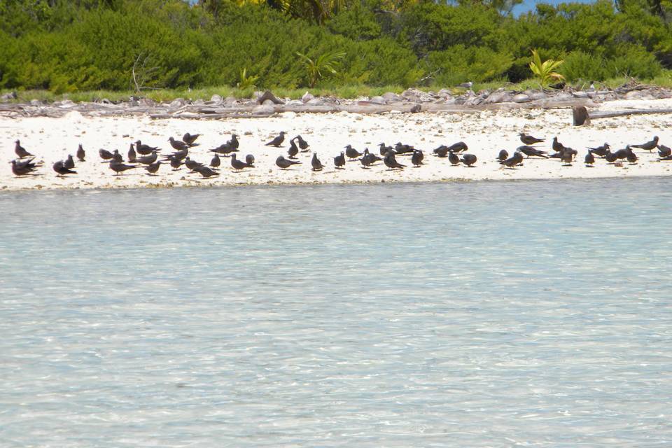 Tetiaroa