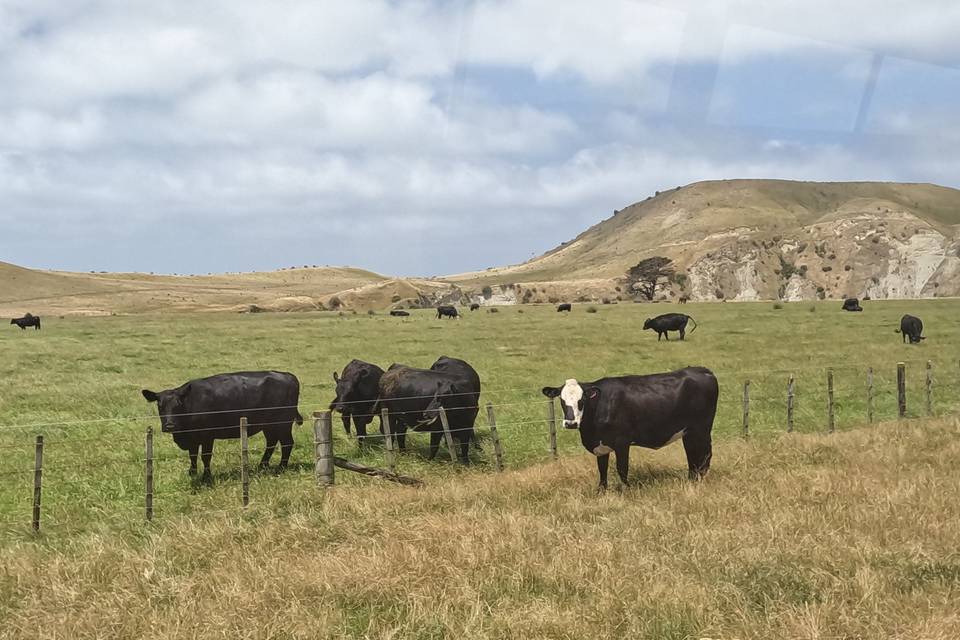 Nouvelle-Zélande