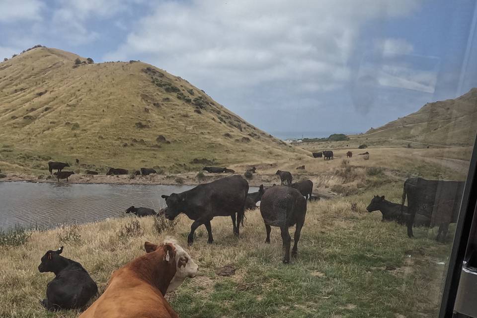 Nouvelle-Zélande