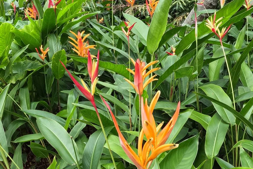 Tahiti