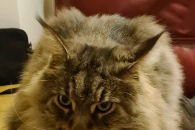 Mon chat