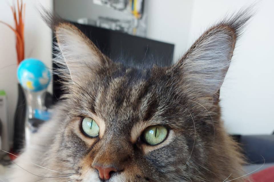 Mon chat