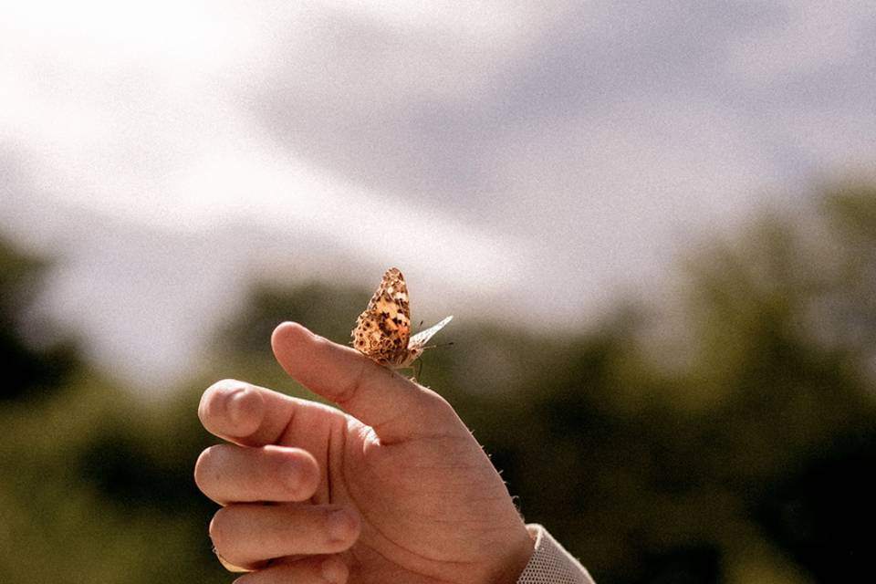 Lâcher de papillons