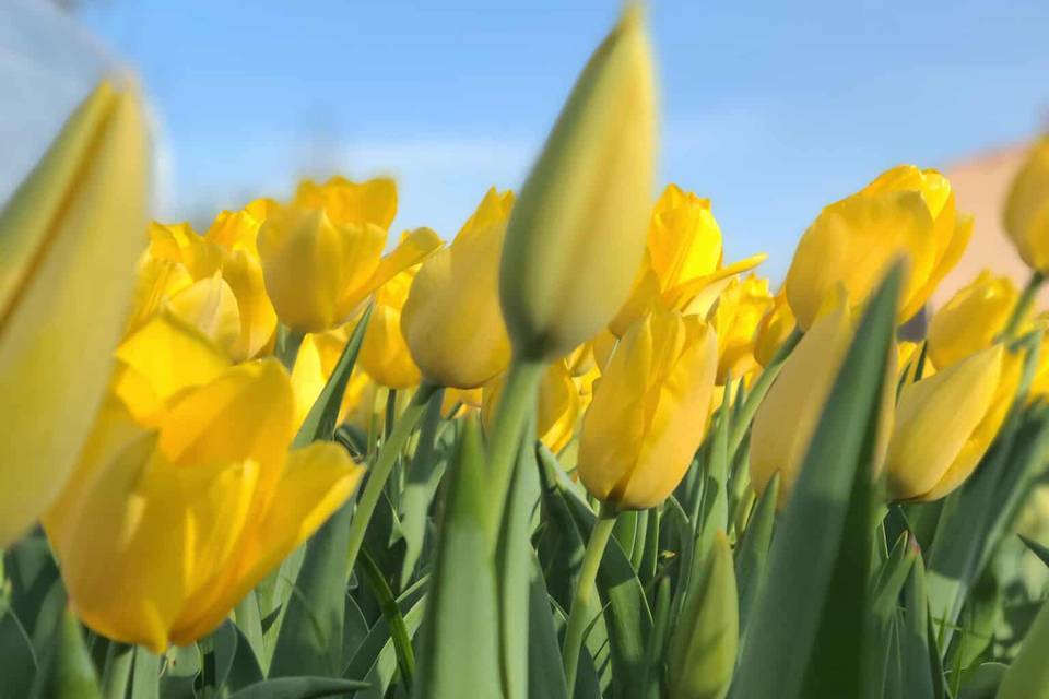 Audette Fleurs